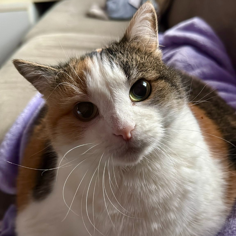 Cassiopea, in cerca di adozione | Associazione Le Sfigatte