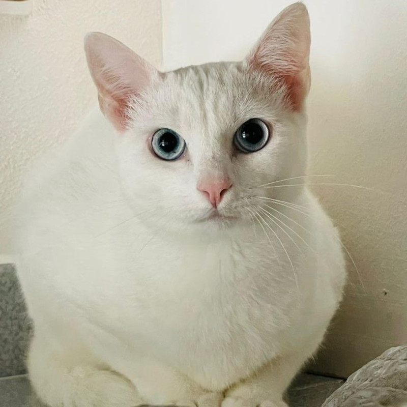 gatti adottati Le Sfigatte
