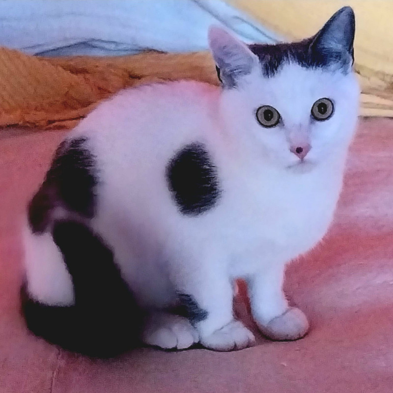 gatti adottati Le Sfigatte