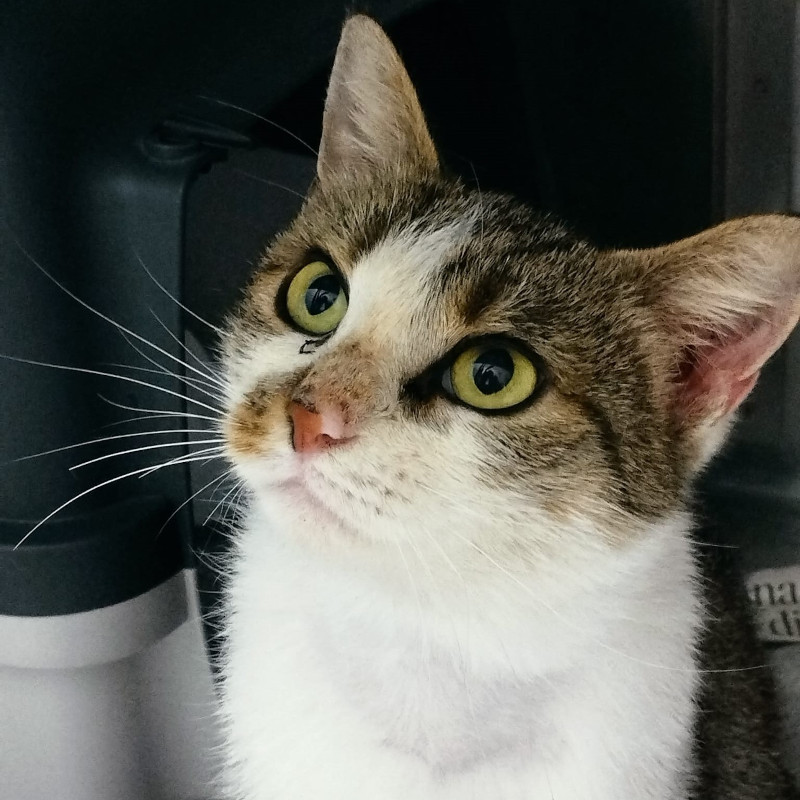 gatti adottati Le Sfigatte