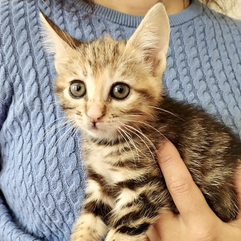gatti da adottare Le Sfigatte