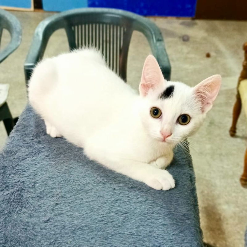 gatti adottati Le Sfigatte