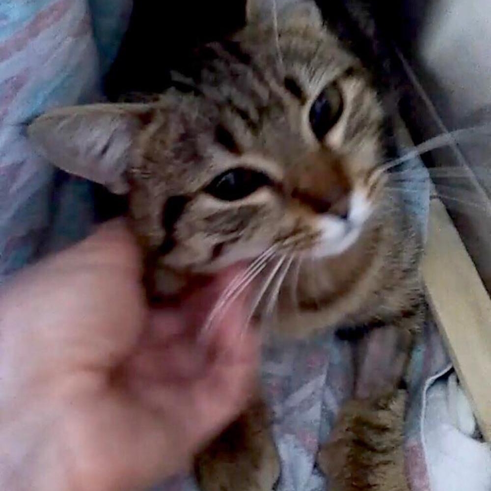 gatti adottati Le Sfigatte