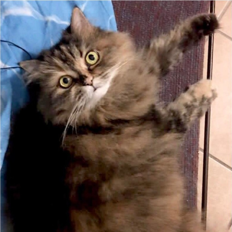 gatti adottati Le Sfigatte