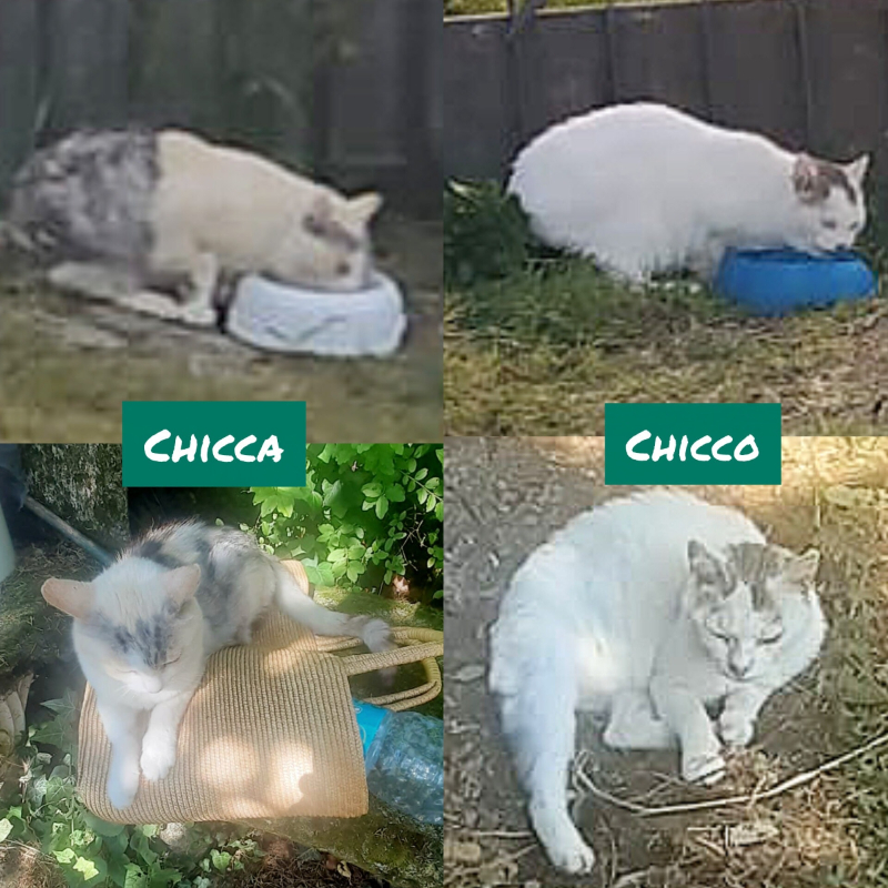 gatti adottati Le Sfigatte