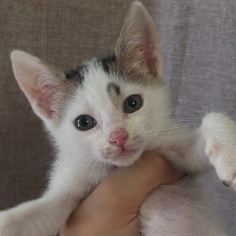 Chicco, in cerca di adozione | Associazione Le Sfigatte