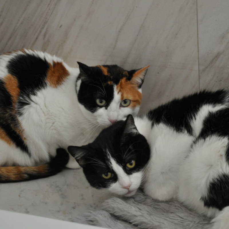 gatti adottati Le Sfigatte