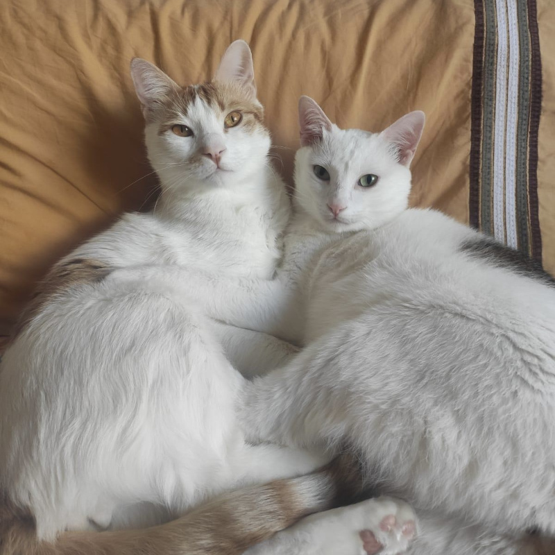 gatti adottati Le Sfigatte