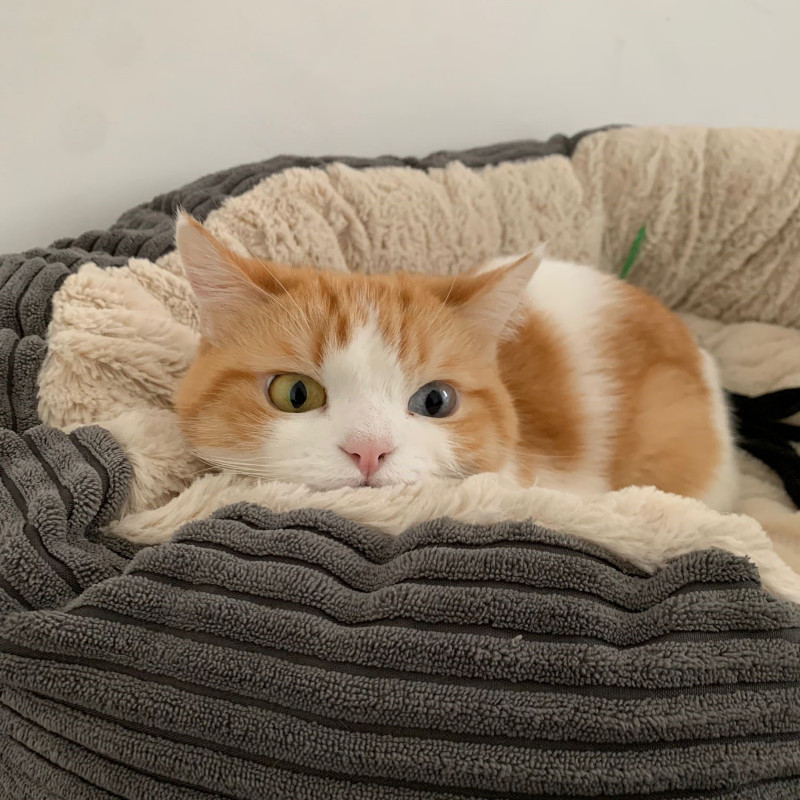 gatti adottati Le Sfigatte