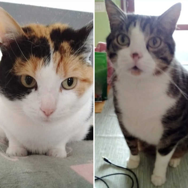 Cindy e Tigro, in cerca di adozione | Associazione Le Sfigatte