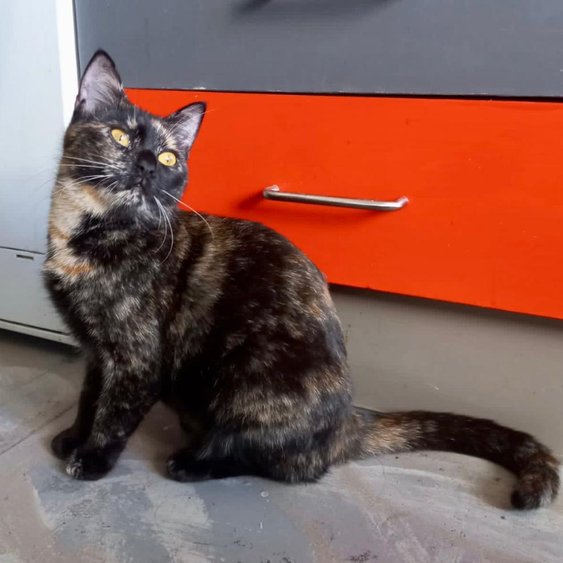 gatti adottati Le Sfigatte