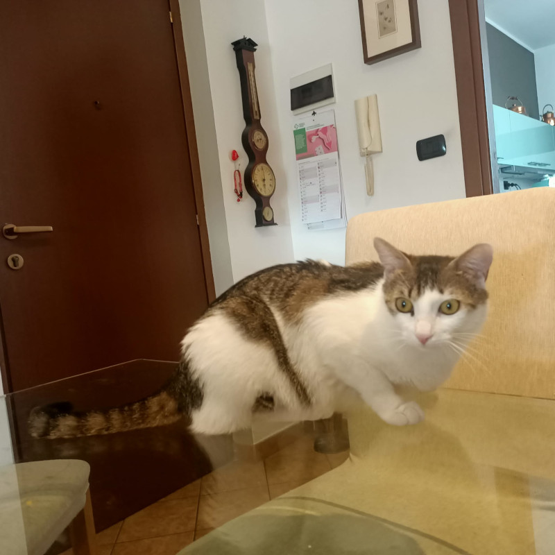 gatti adottati Le Sfigatte
