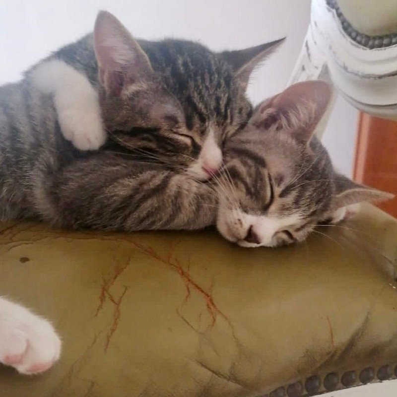 gatti adottati Le Sfigatte