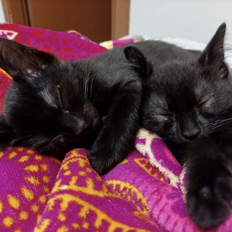 gatti adottati Le Sfigatte