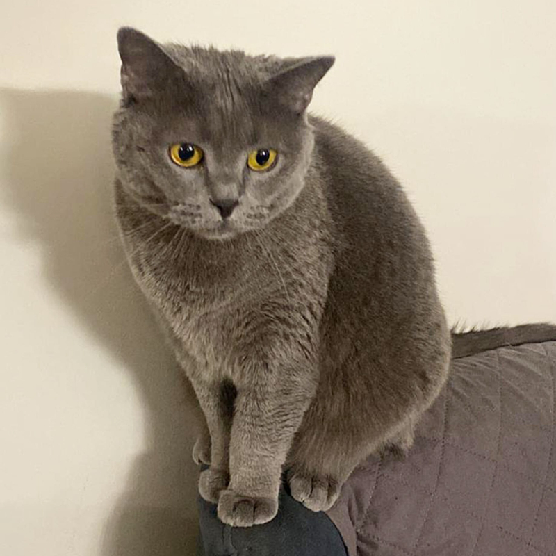 gatti adottati Le Sfigatte