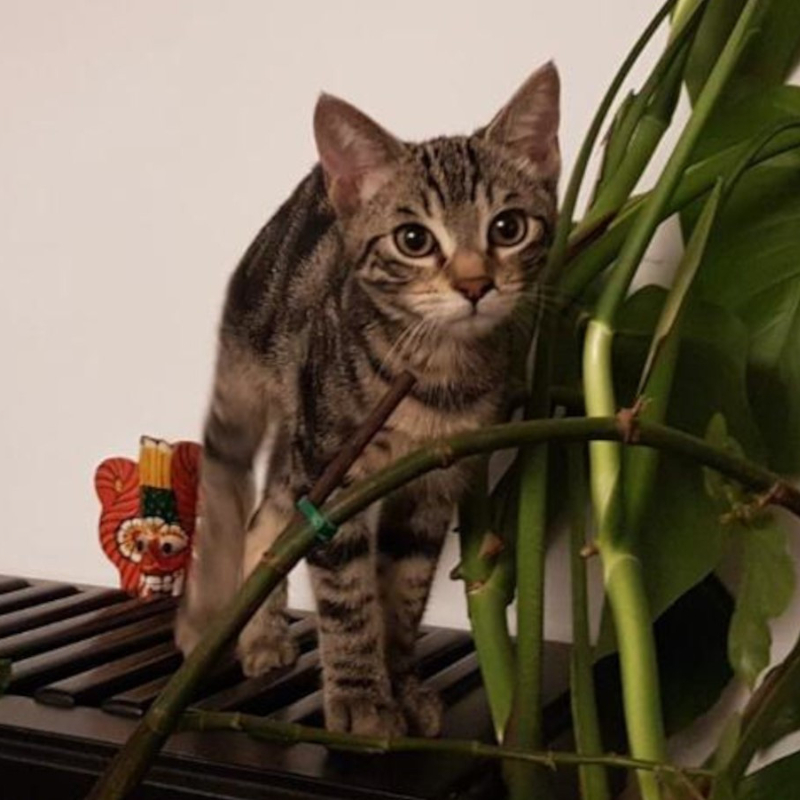 gatti adottati Le Sfigatte