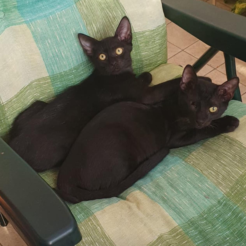 gatti da adottare Le Sfigatte