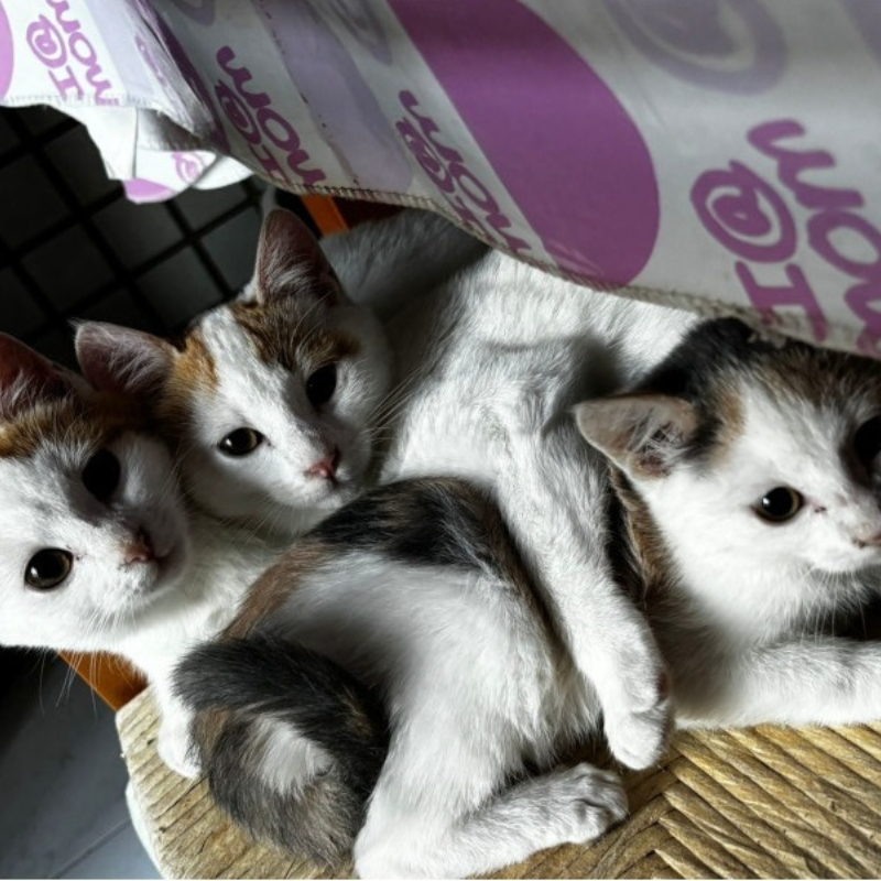 gatti adottati Le Sfigatte