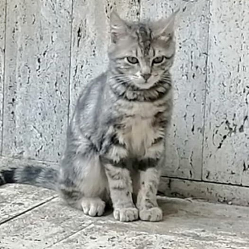 gatti adottati Le Sfigatte