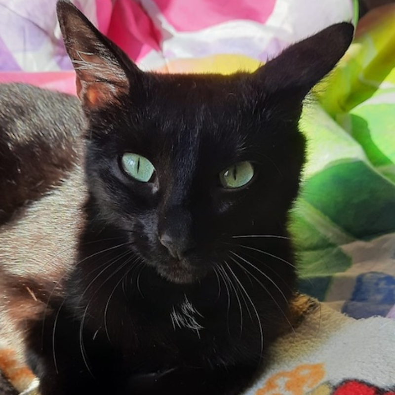 gatti adottati Le Sfigatte