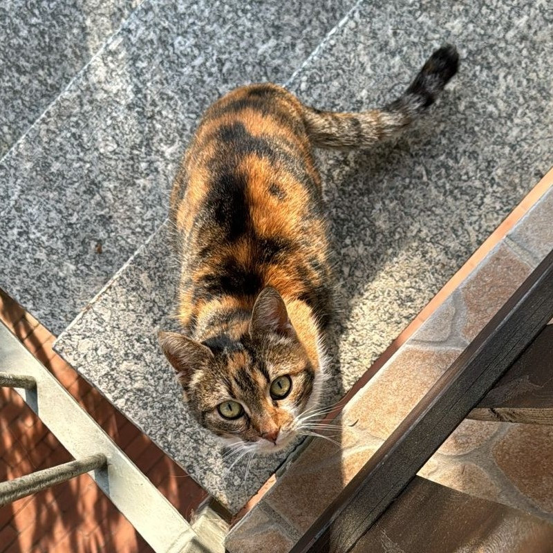 gatti adottati Le Sfigatte