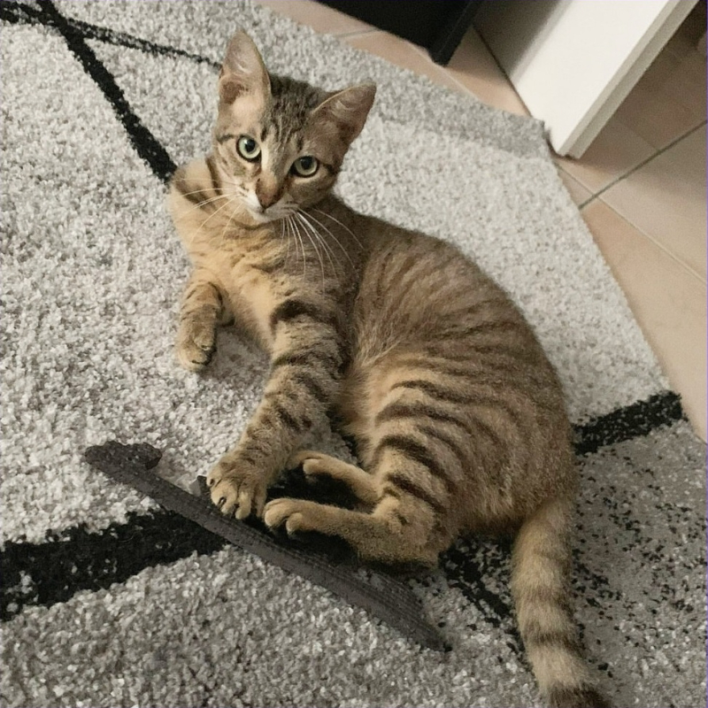 gatti adottati Le Sfigatte