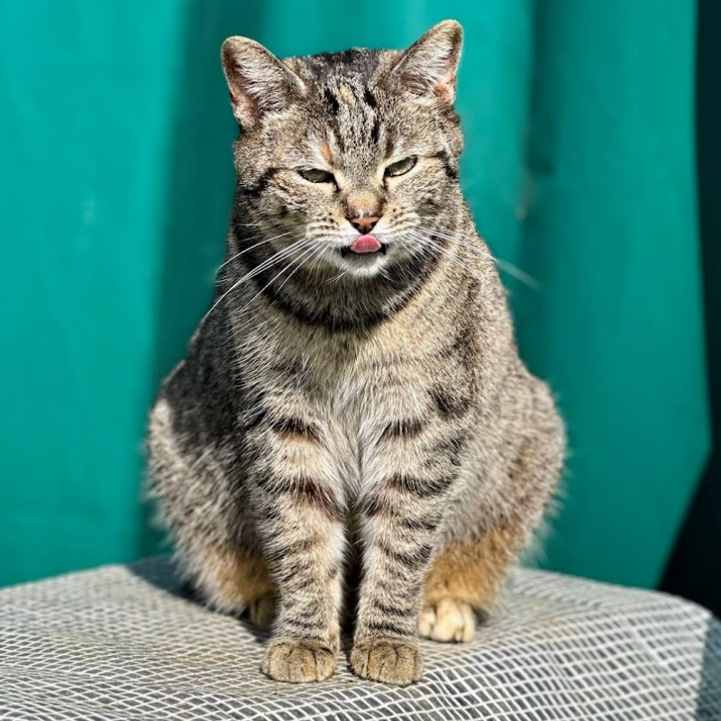 Adotta a distanza Cleo | Associazione Le Sfigatte