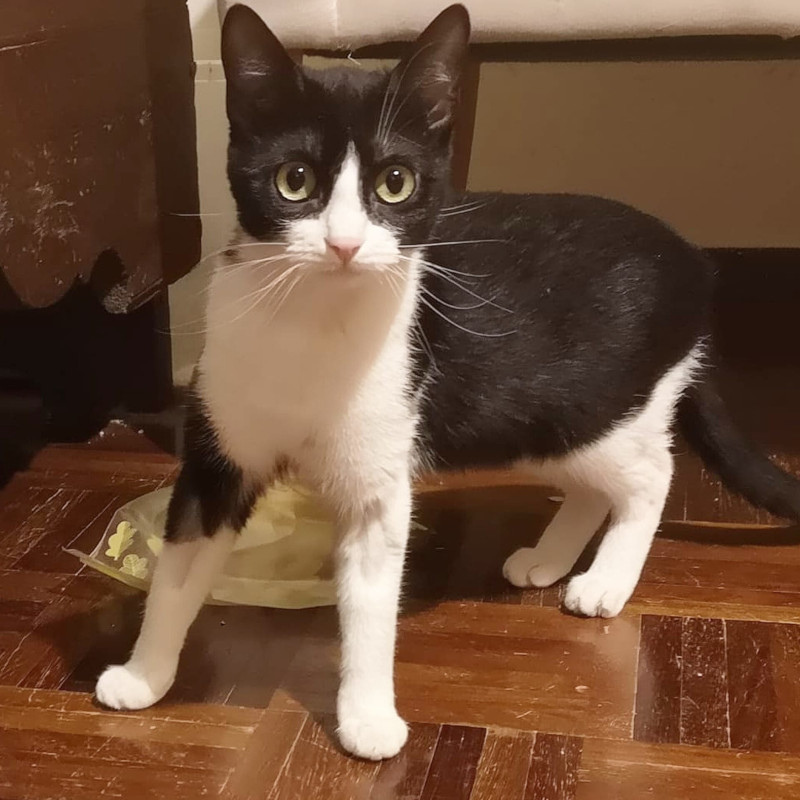 gatti adottati Le Sfigatte
