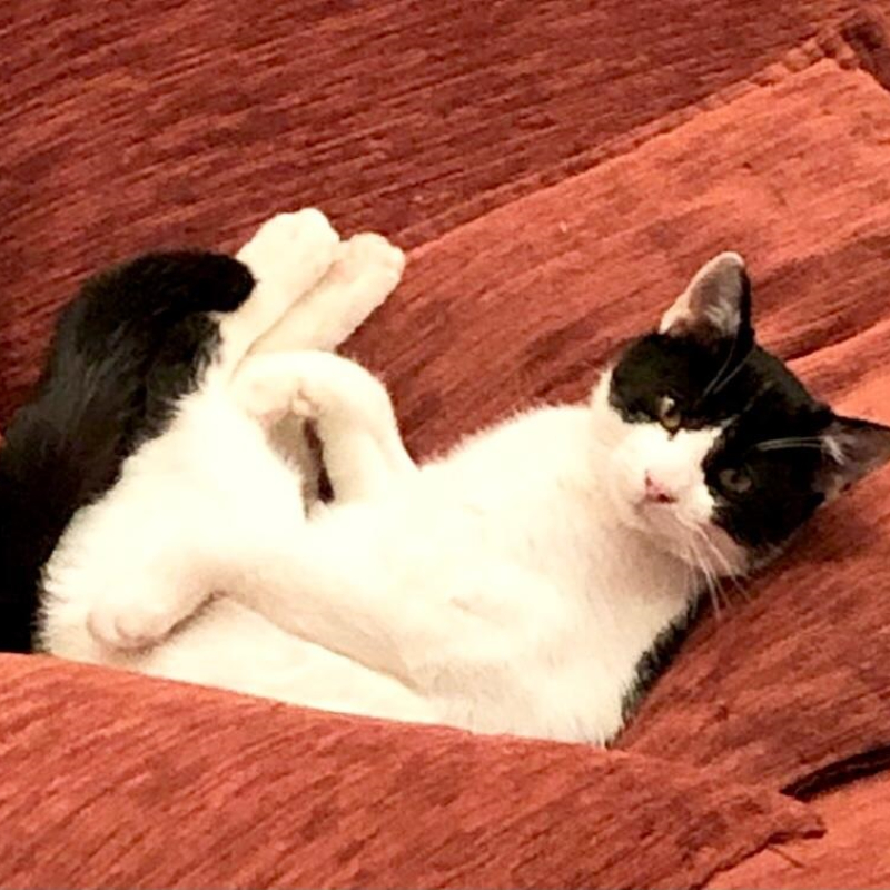 gatti adottati Le Sfigatte