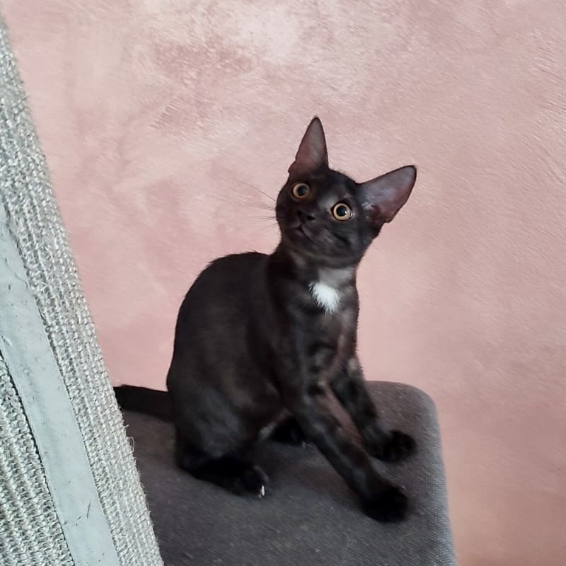 gatti adottati Le Sfigatte