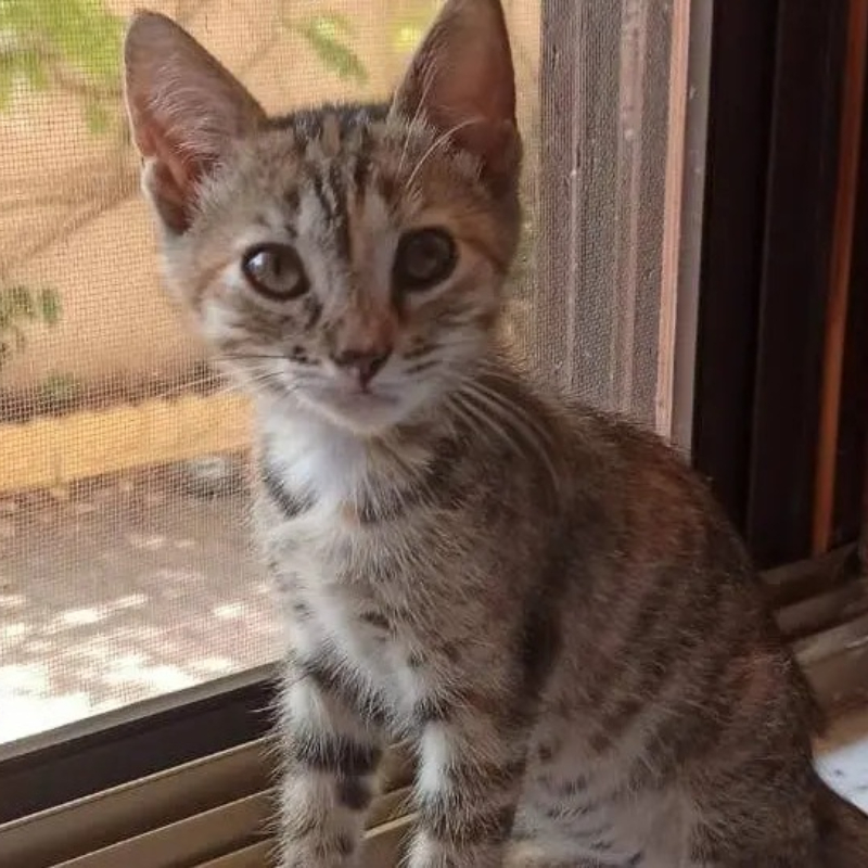 Coco, in cerca di adozione | Associazione Le Sfigatte