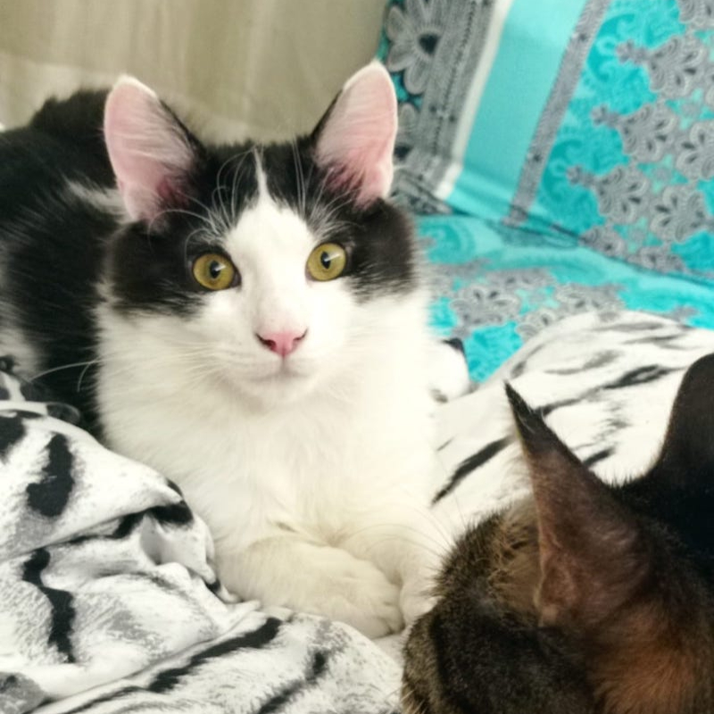 gatti adottati Le Sfigatte