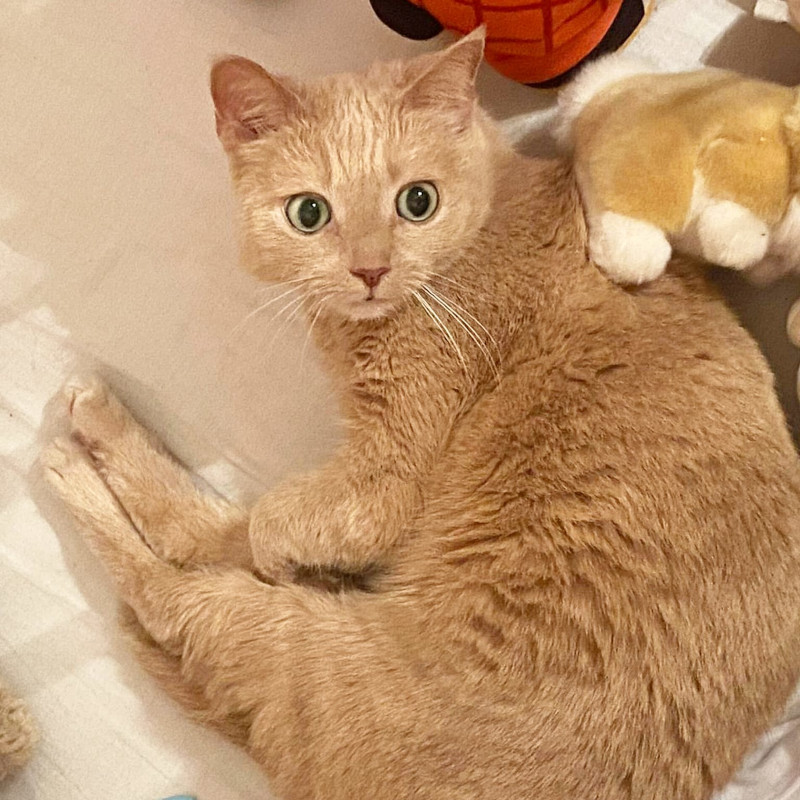 gatti adottati Le Sfigatte