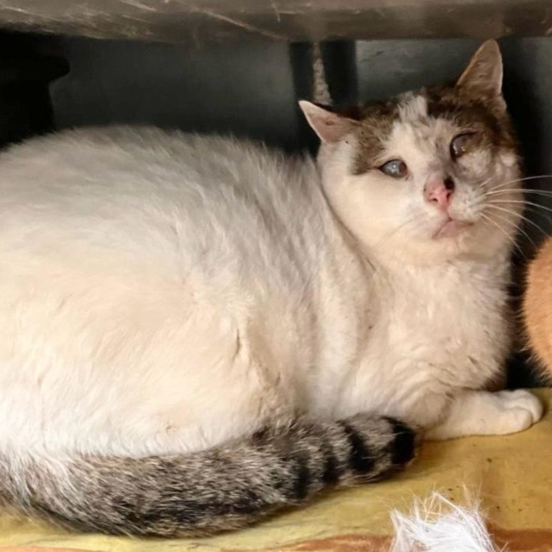 Adotta a distanza Codino | Associazione Le Sfigatte