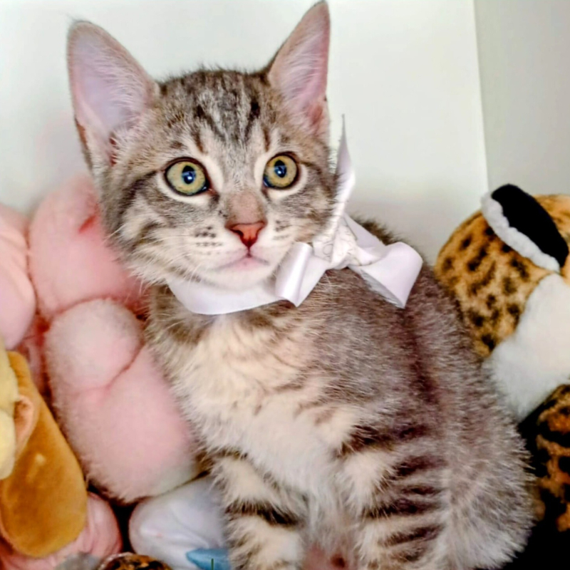 Cody, in cerca di adozione | Associazione Le Sfigatte
