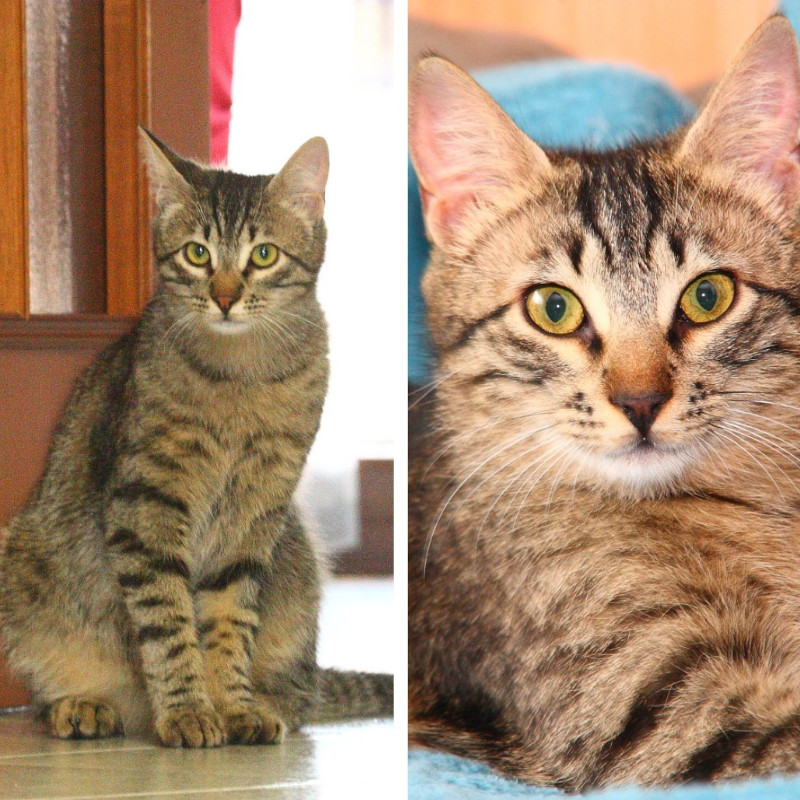 gatti adottati Le Sfigatte