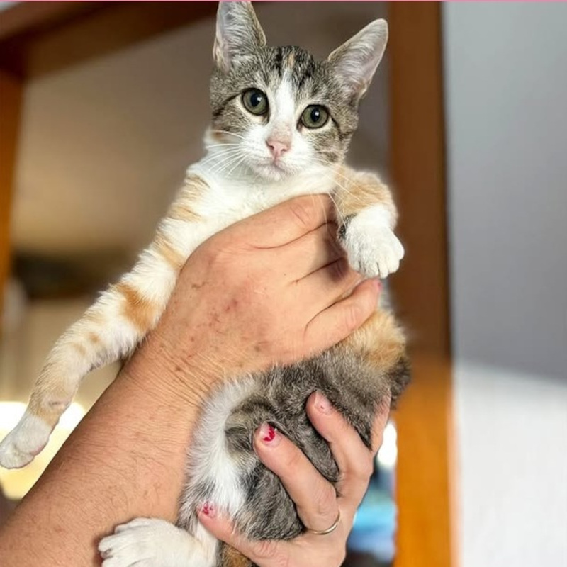 Colorita, in cerca di adozione tramite Associazione Le Sfigatte