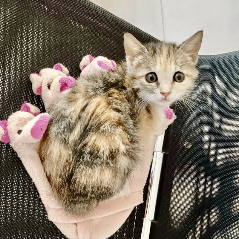 gatti adottati Le Sfigatte