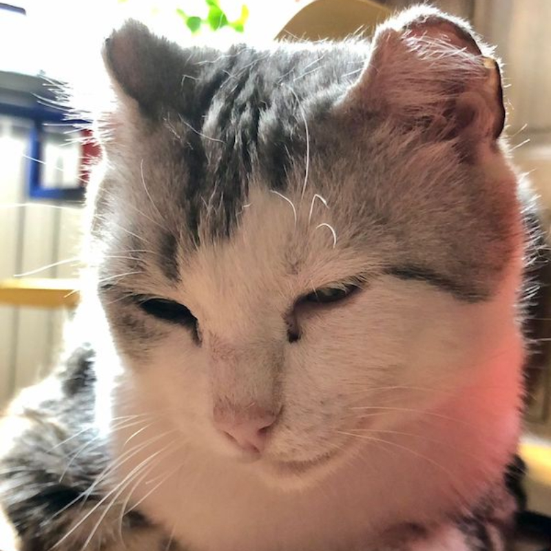 gatti adottati Le Sfigatte