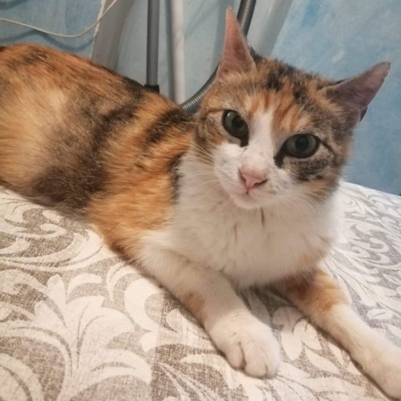 gatti adottati Le Sfigatte
