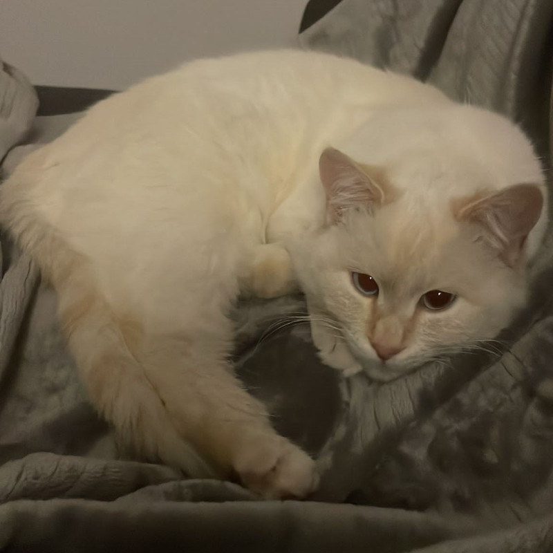 gatti adottati Le Sfigatte