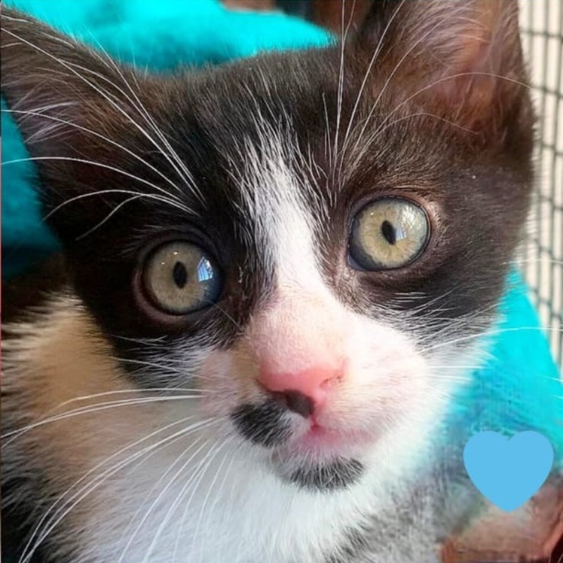 gatti adottati Le Sfigatte