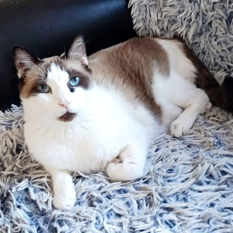 Cremino, in cerca di adozione | Associazione Le Sfigatte