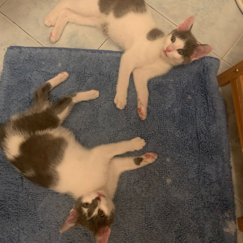 gatti adottati Le Sfigatte