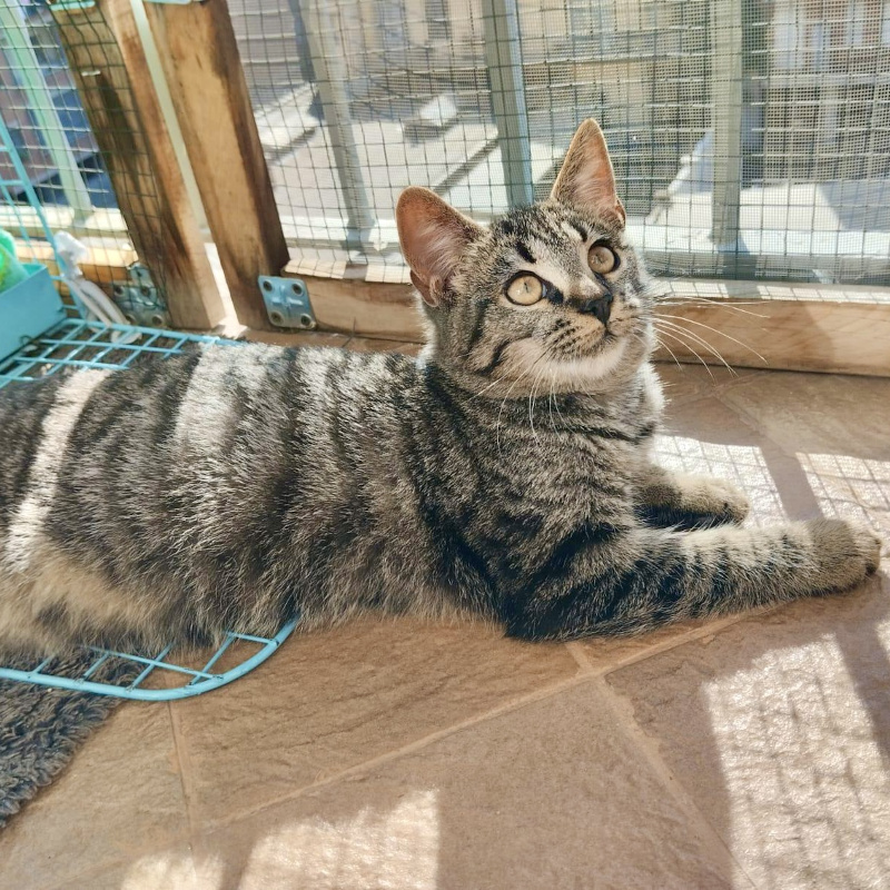 gatti adottati Le Sfigatte