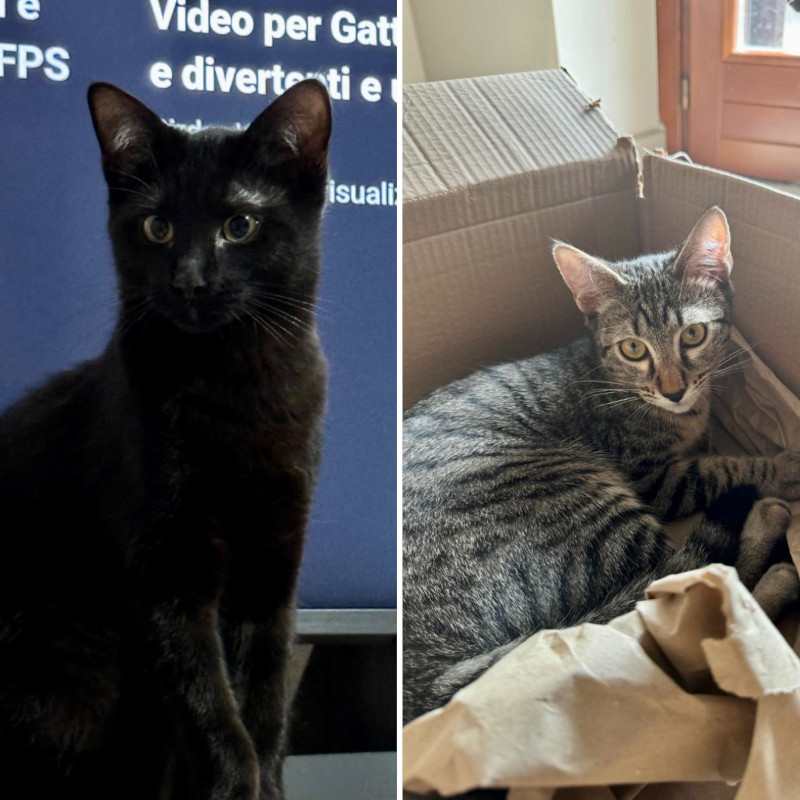 gatti adottati Le Sfigatte