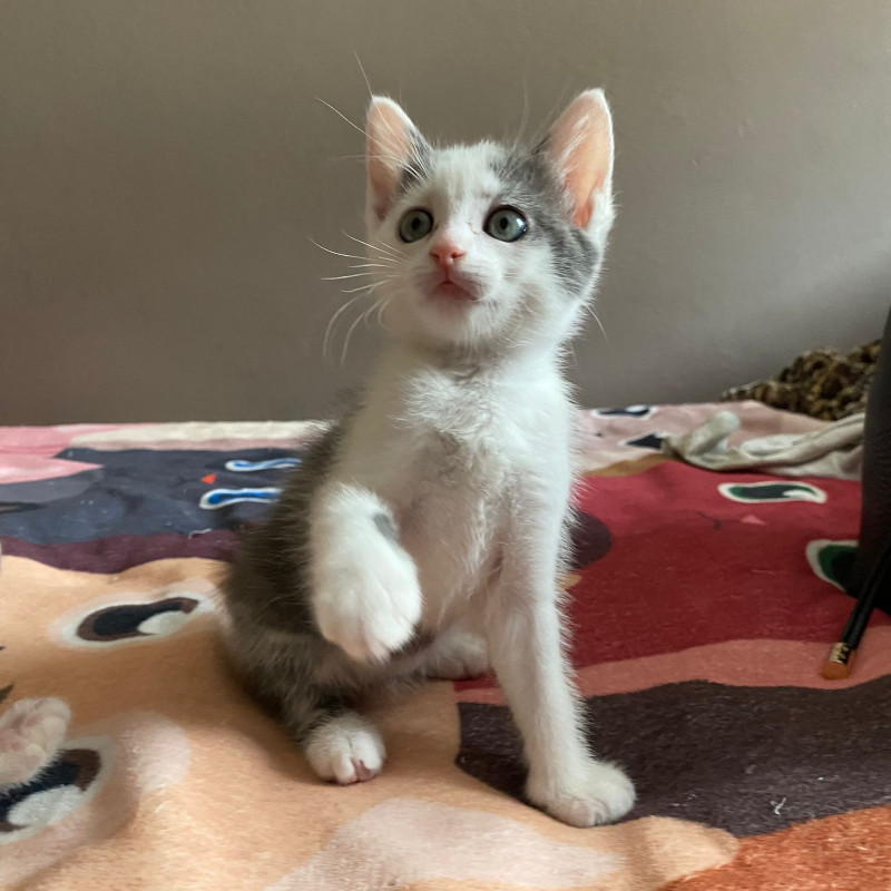 gatti adottati Le Sfigatte