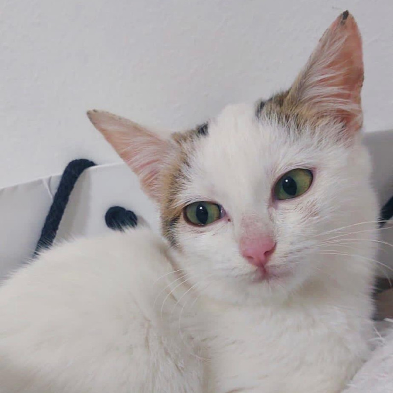 gatti adottati Le Sfigatte