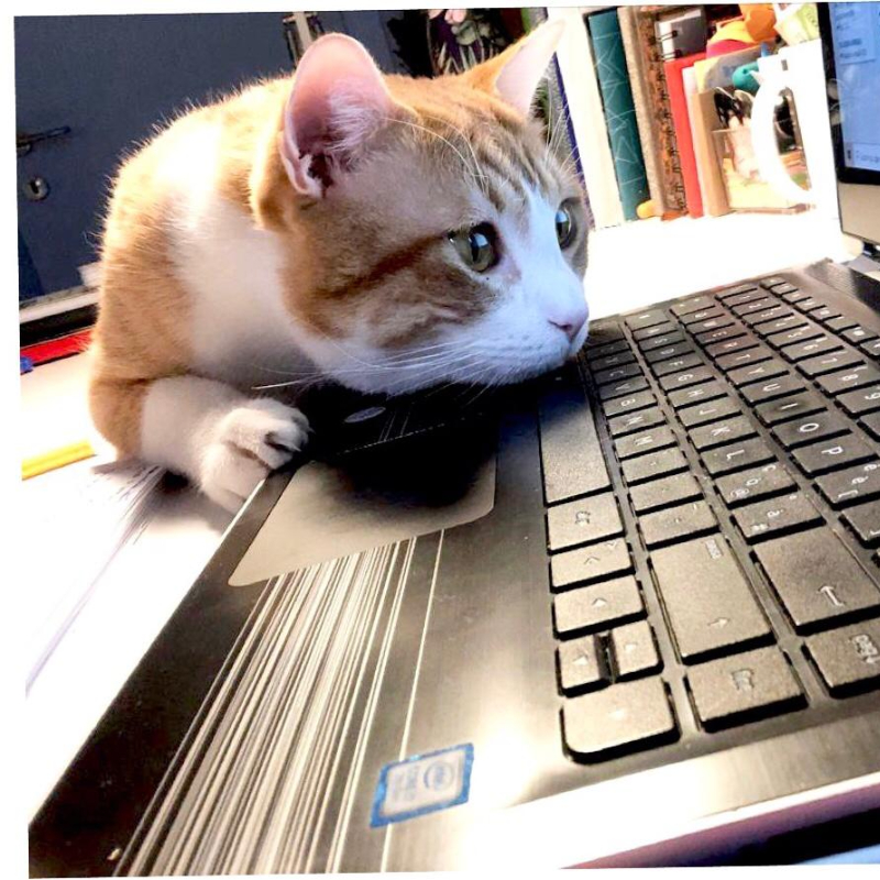 gatti adottati Le Sfigatte