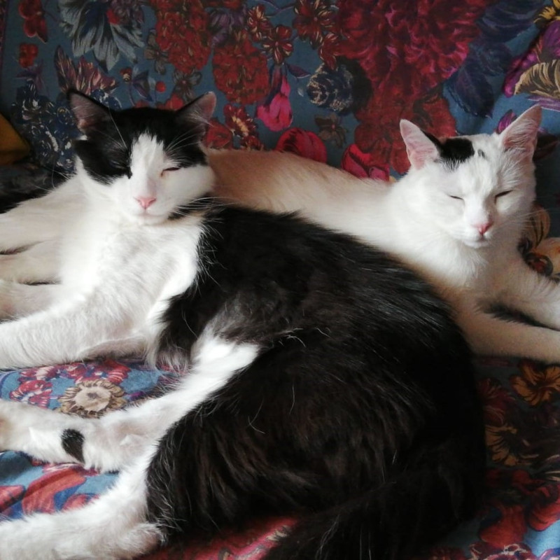 gatti adottati Le Sfigatte